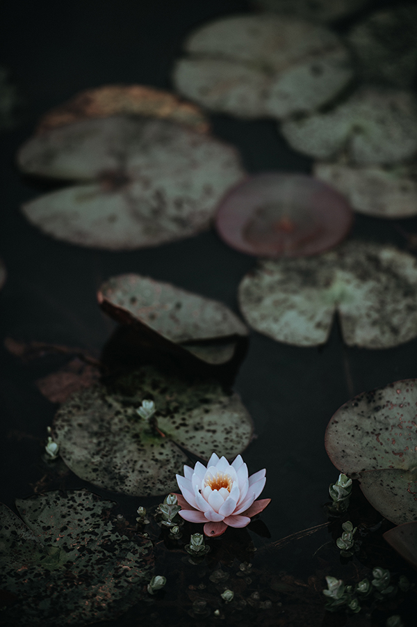 Lotus flower and lily pads image