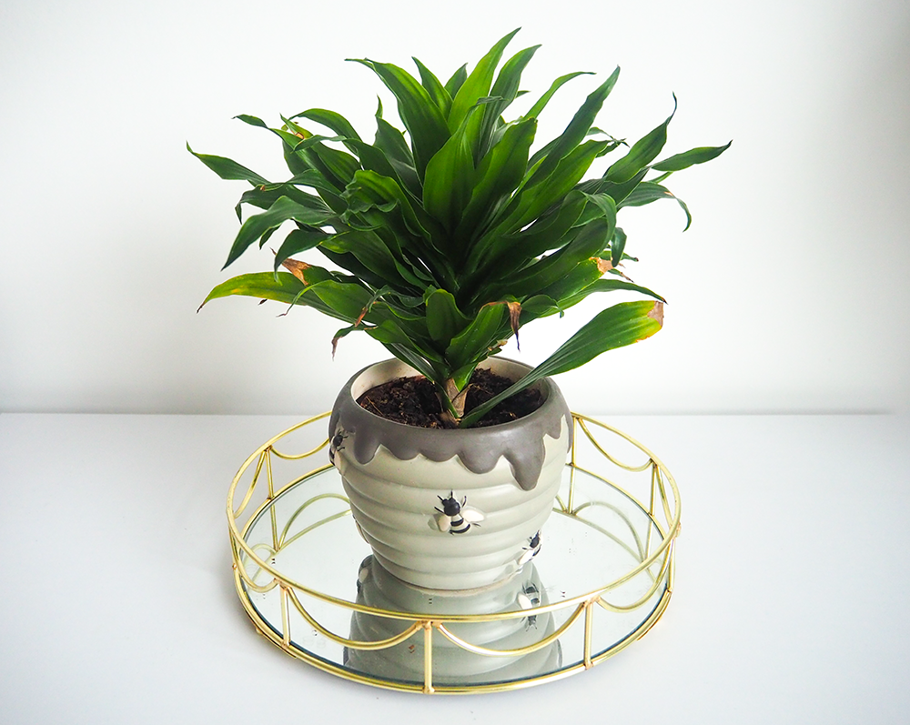 Dracaena fragrans image