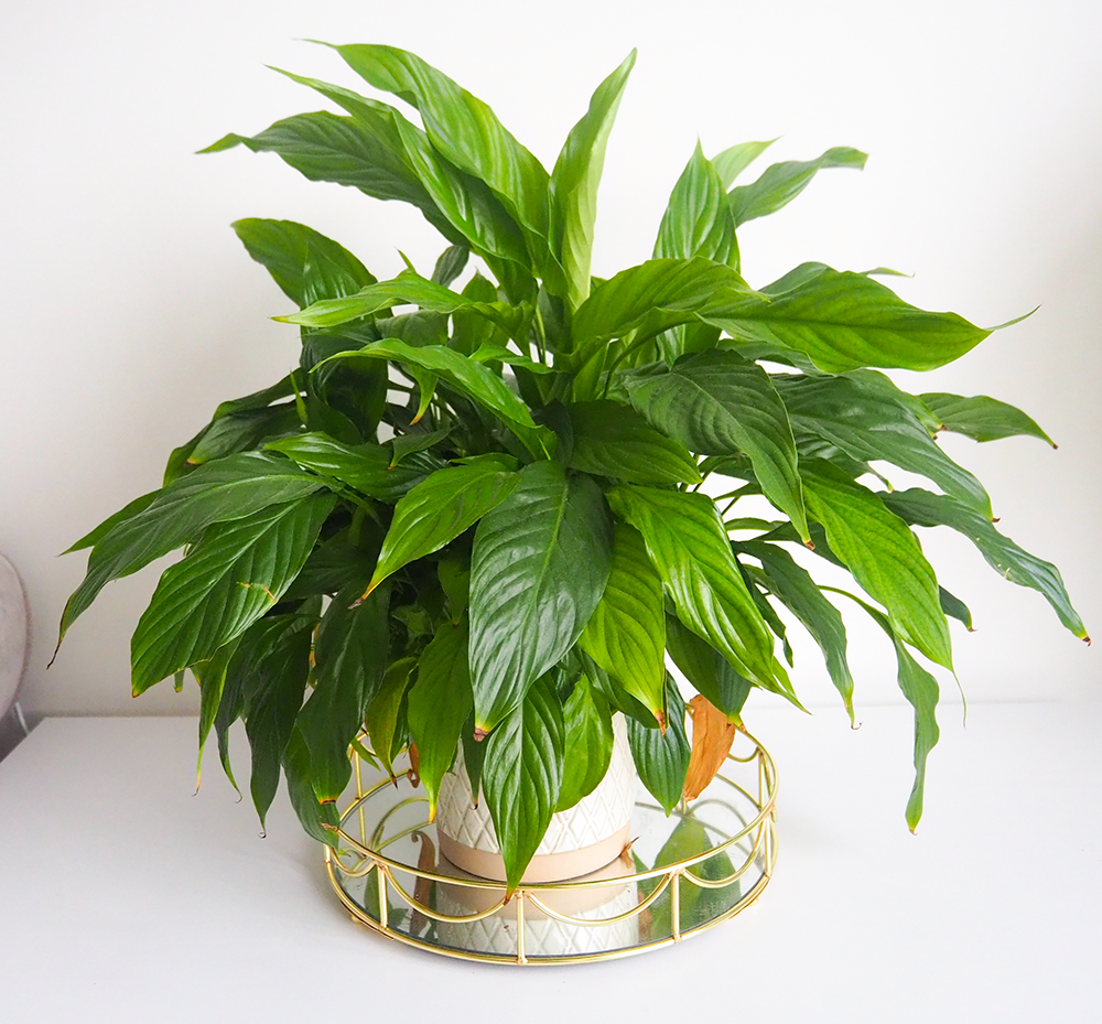 Peace lily image