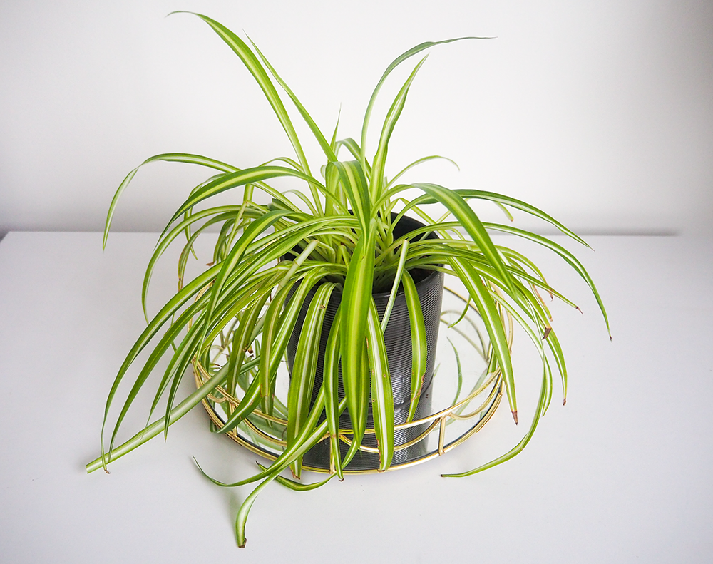 Spider plant image